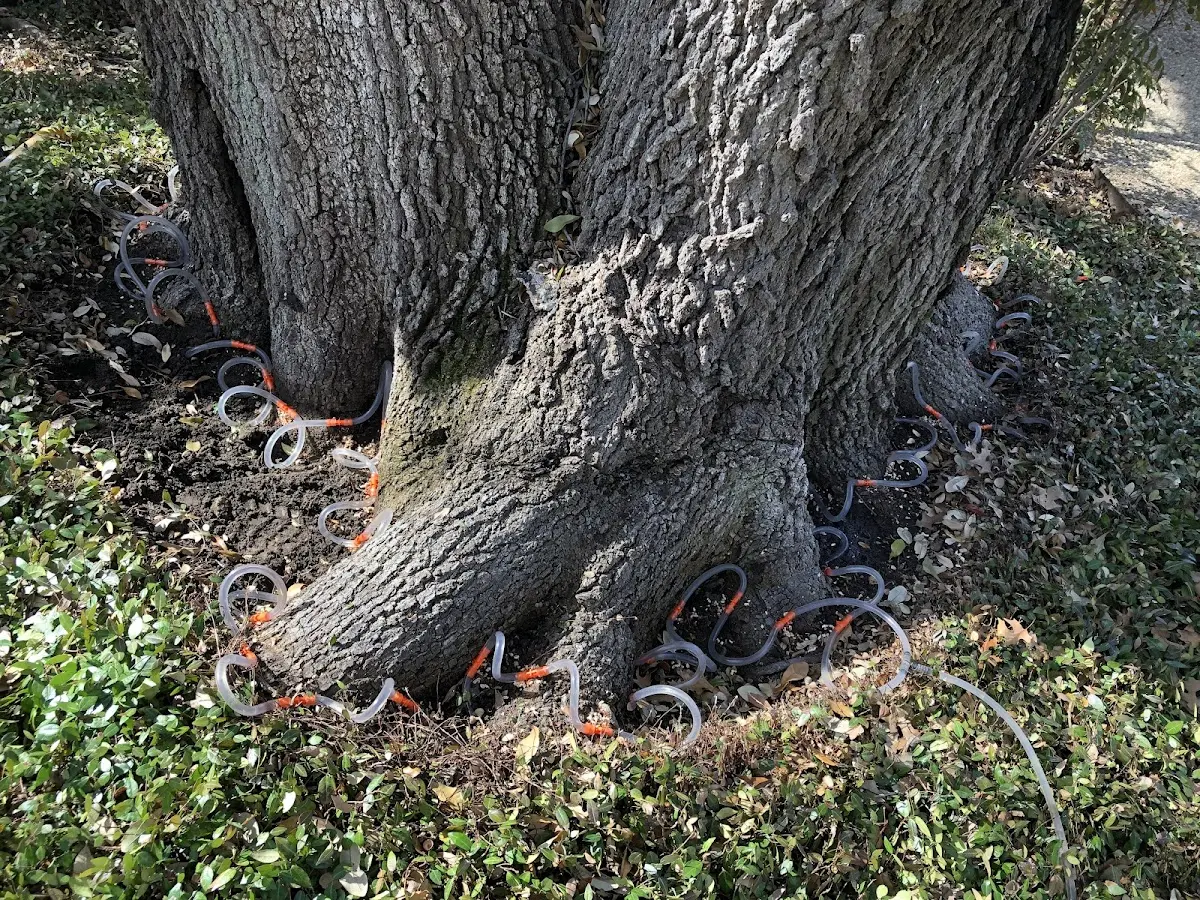 Detailed Tree Cabling and Bracing job site in Spicewood