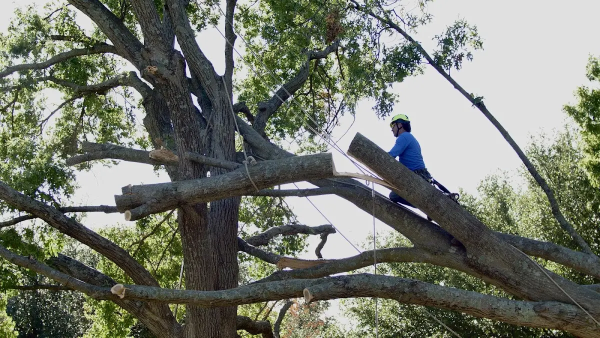 Professional Hazardous Tree Removal performed by certified arborists in Spicewood